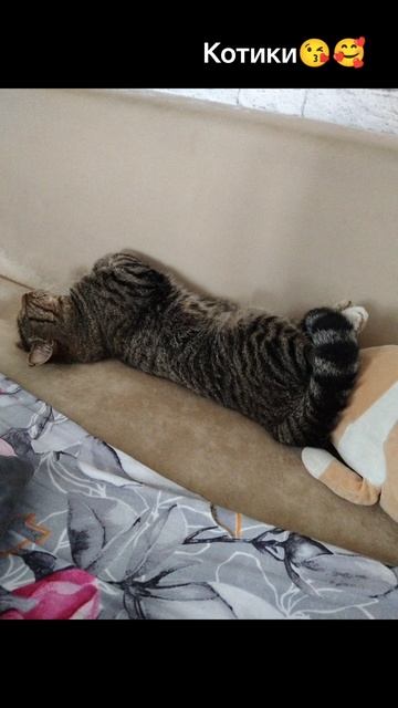 Котики