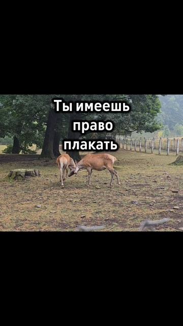 1000037759.mp4