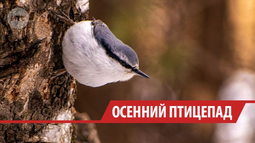 Эксперты назвали причины массового осеннего птицепада в Иркутске
