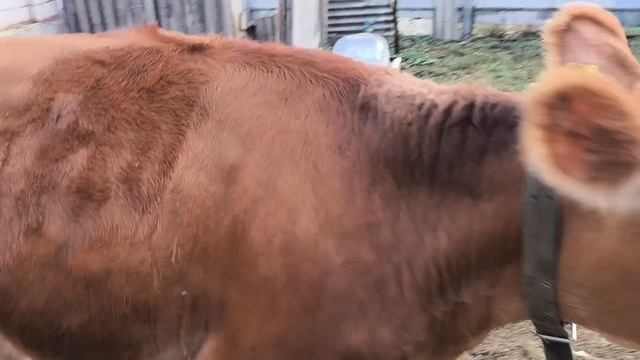 Сломалась, но всё поправимо. Красотка на прогулке, 🐂. Курам свобода🐔