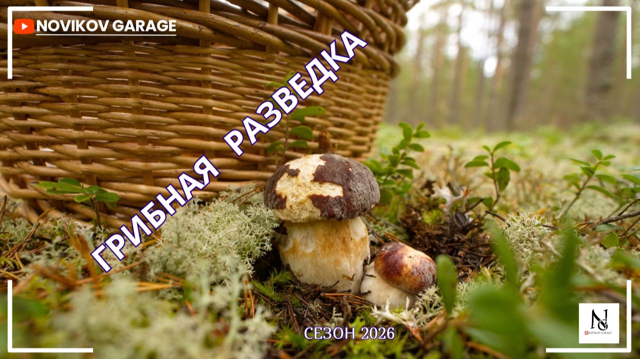 Грибная разведка 25 сентября 2026. Приозерский район.