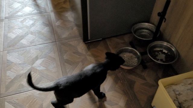 Разборки щенка с кошкой