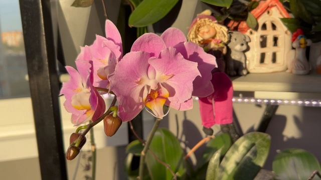 Домашнее цветение ОрХиДеЙ на кухонном СтЕлЛаЖе🌸☀️🧚♀️