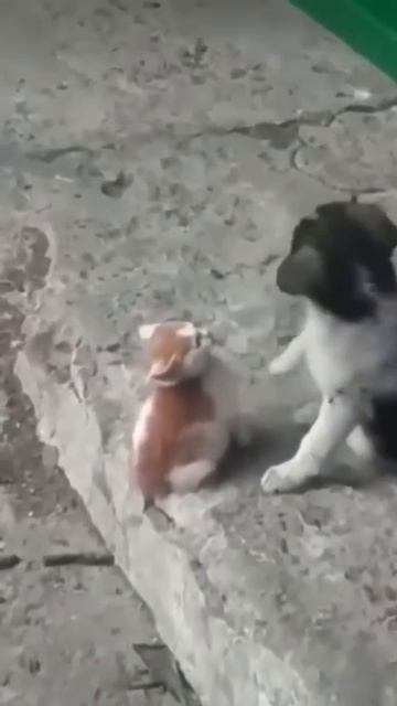 Котёнок по имени гав.