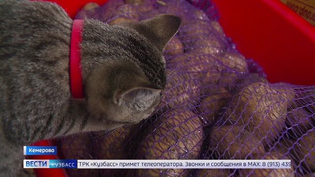 Кемеровчанке привезли некачественный бесплатный овощной набор