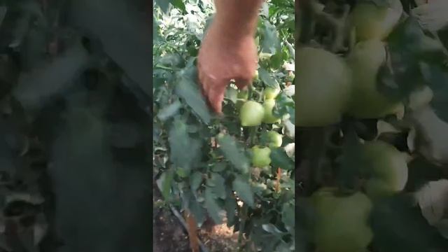 Томаты открытый грунт неделя после полива