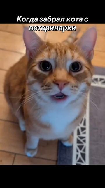 Кот после ветеринара 😹