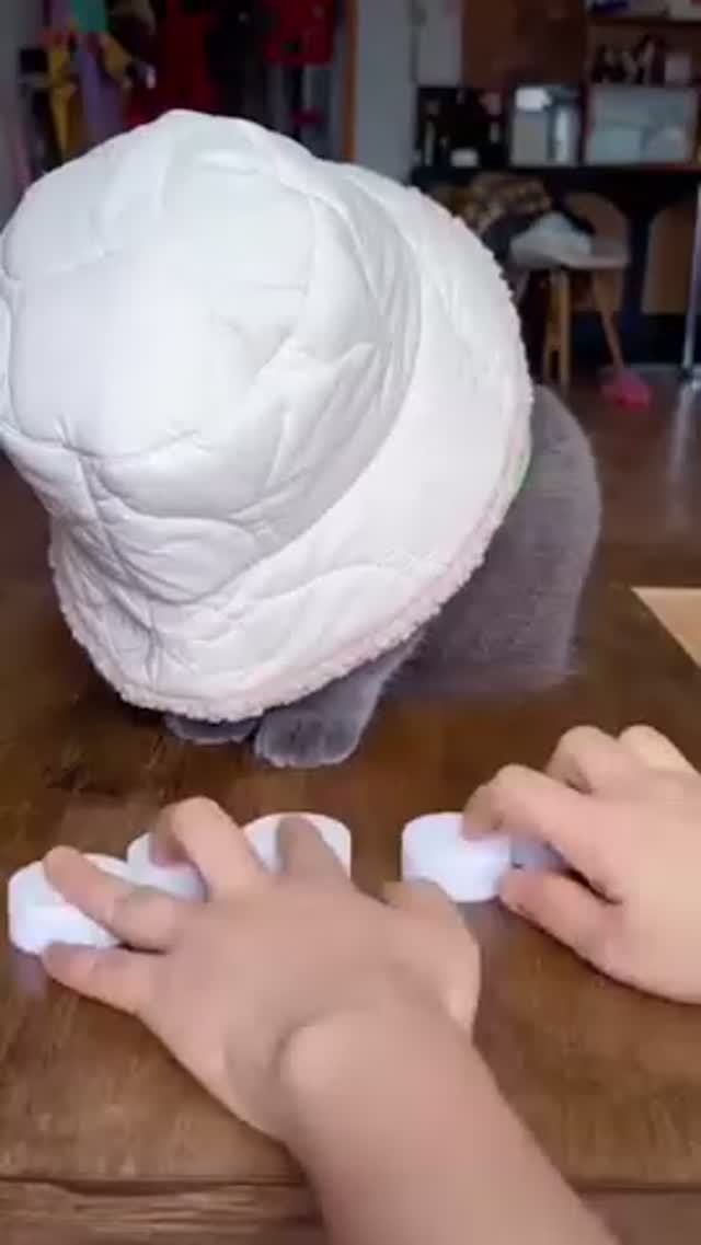 котика не обмануть