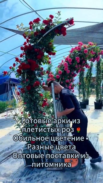 Готовые арки из плетистых роз предлагают китайские питомники 🤯
