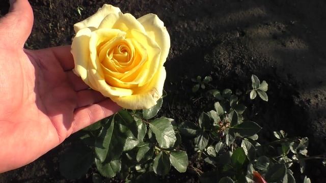 Розы 26 сентября