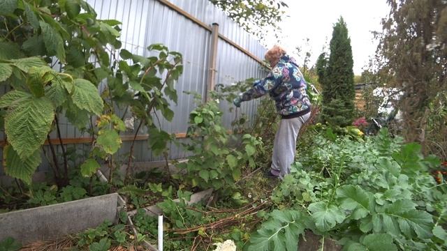 Купили высокорез для яблонь. Любаша оценила. Свой дайкон.