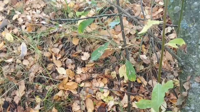 26 сентября 🍁 Грибные новости!