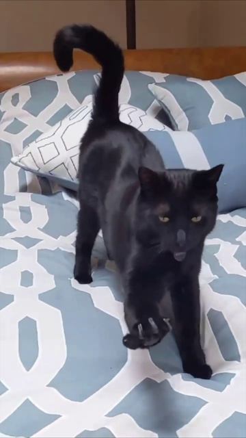 Смешные коты #126-7
