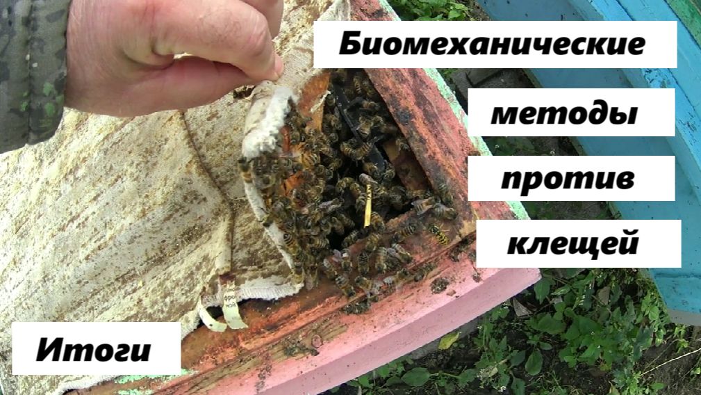 Результаты испытаний биомеханических методов против клещей Варроа