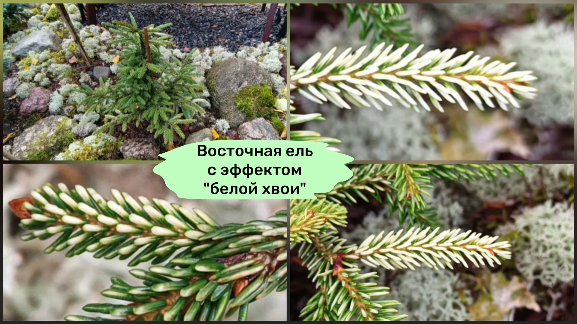 Восточная ель с эффектом "белой хвои".