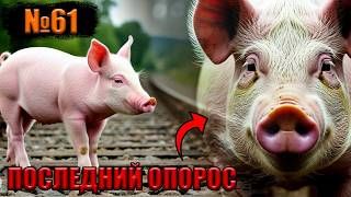 №61 И снова агрессивная свиноматка показала себя…😱
