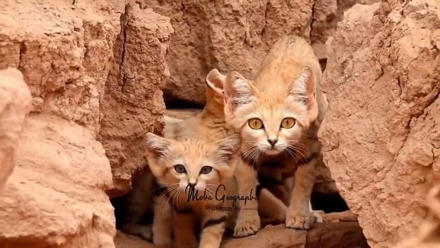 Целое семейство очень редких барханных котов засняли в Марокко. Одному из малышей было не до съёмок