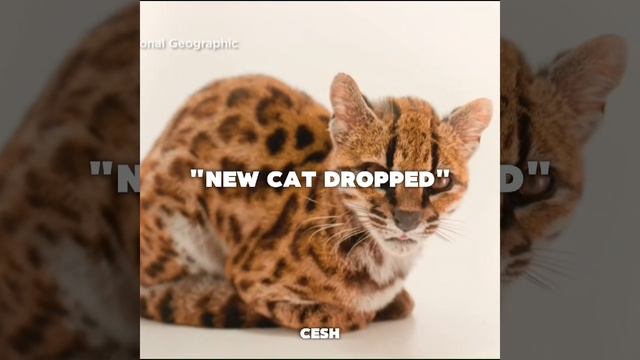 новый кот эдит
