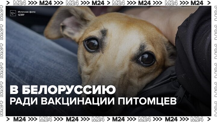 Россияне начали ездить в Белоруссию ради вакцинации питомцев - Москва 24
