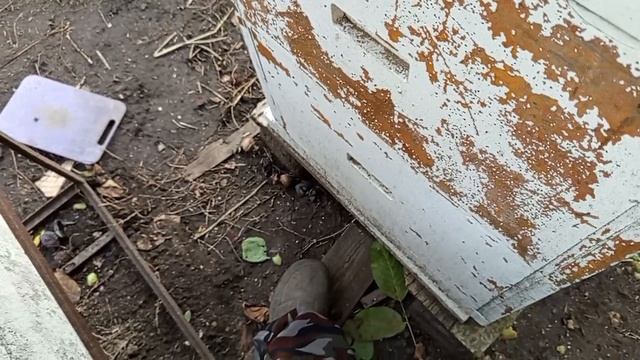 Задумался о сохранении лишних маток из мини нуклеусов.
