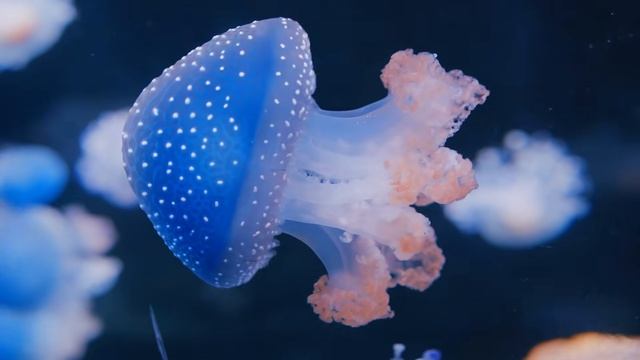 Deep Techno Mix 2026 ｜ Jellyfish Drift ｜ Cinematic 4K Visuals