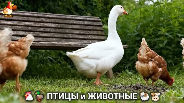 Сельские мотивы 🐏🐓🐇 Видео для души и радости 🌞 (119)