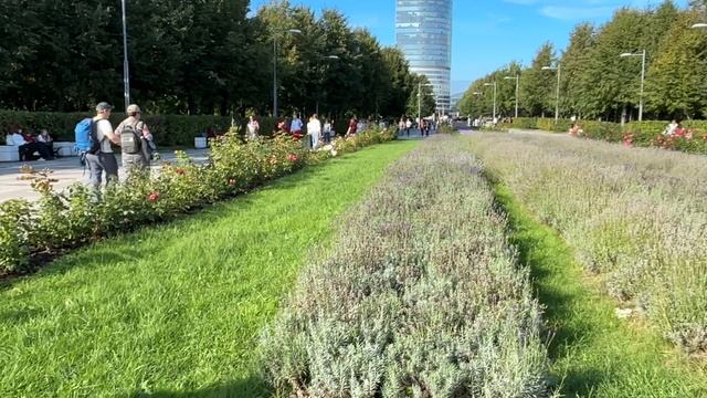 Лаванда в Парке 300-летия Санкт-Петербурга