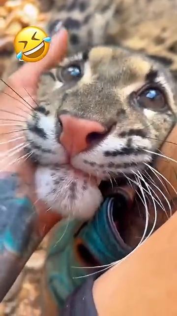 They Are Just Bigger Catscat Cats Fyp Funny