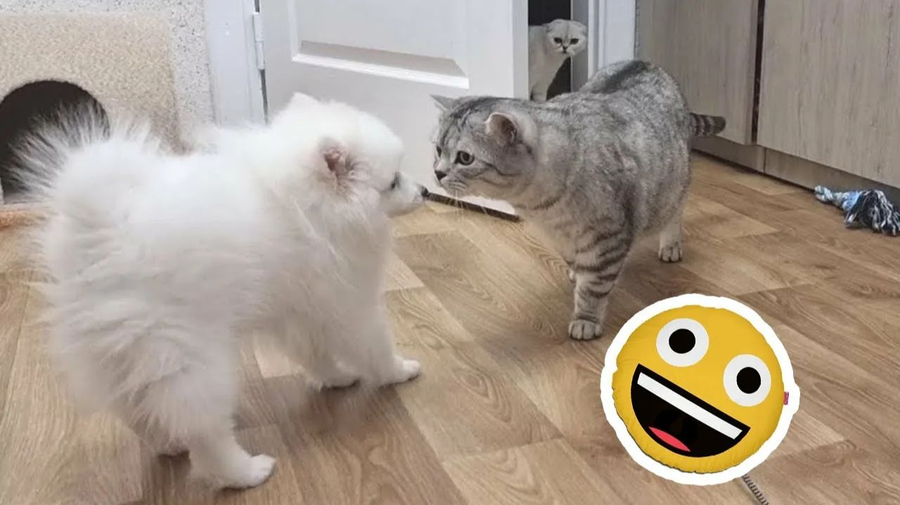 СМЕШНО ДО СЛЕЗ 😹😍 СМЕШНЫЕ КОТЫ, ЛУЧШИЕ ПРИКОЛЫ С КОТАМИ, С СОБАКАМИ ,КОШКИ, ЖИВОТНЫЕ 🥰