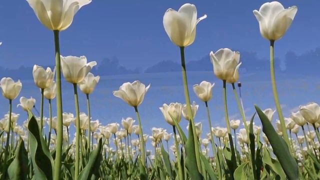 🌹 Музыка для души, которую хочется слушать