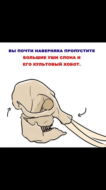 Мем про скелет слона