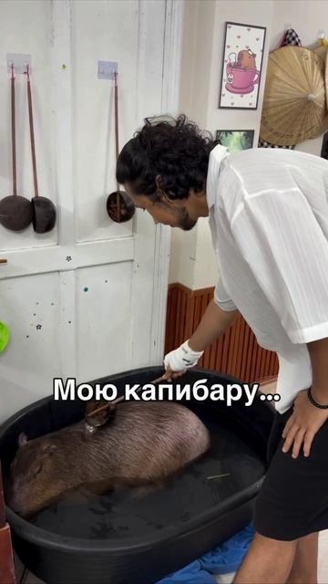 Во Вьетнаме можно помыть капибару за 220 рублей — это анти-стресс процедура