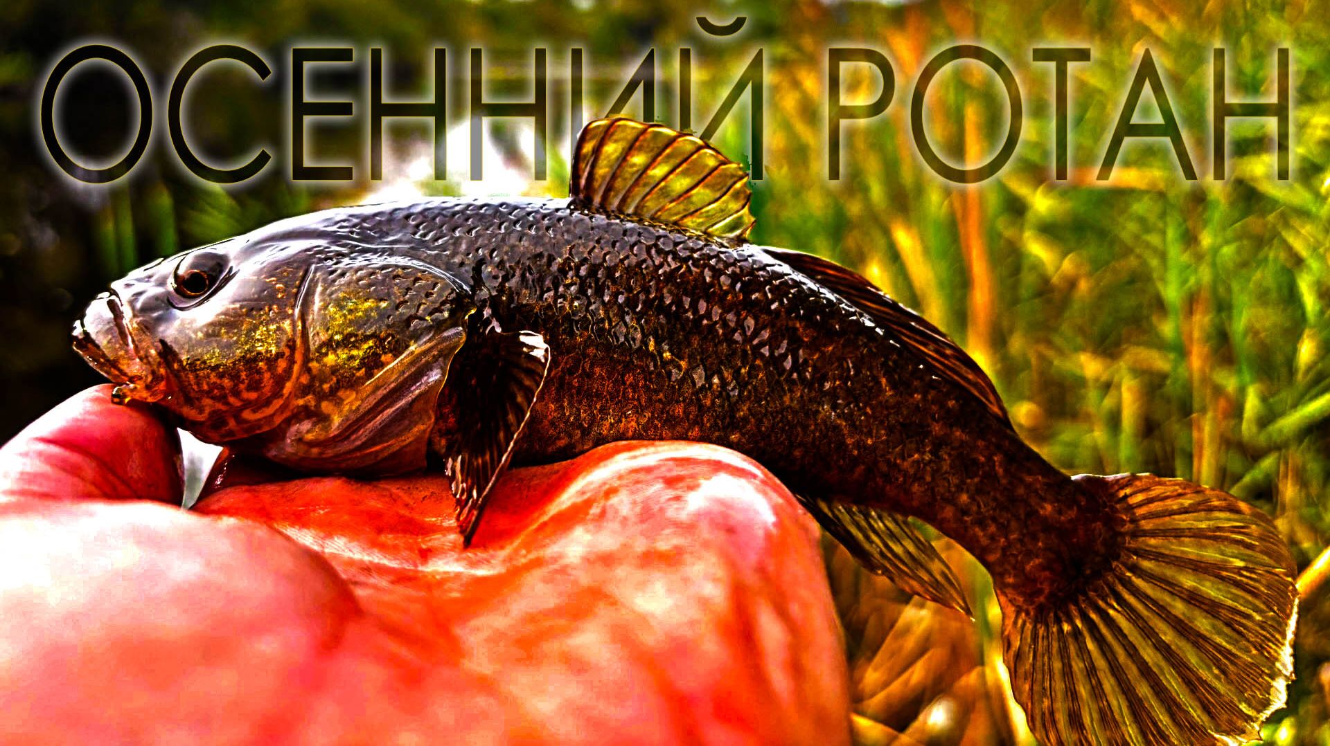 Наши рыбалки.