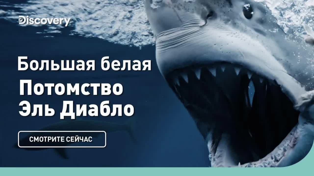 Большая белая акула 😱 Потомство Эль Диабло — Дискавери