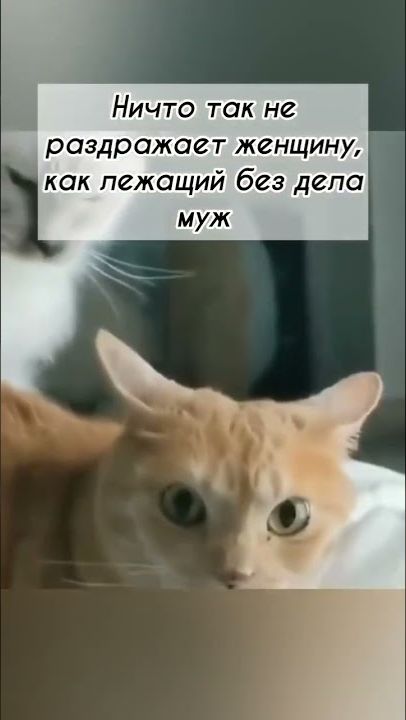 Shorts и прочие приколы