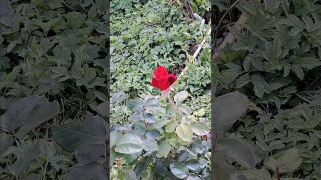 Розы
