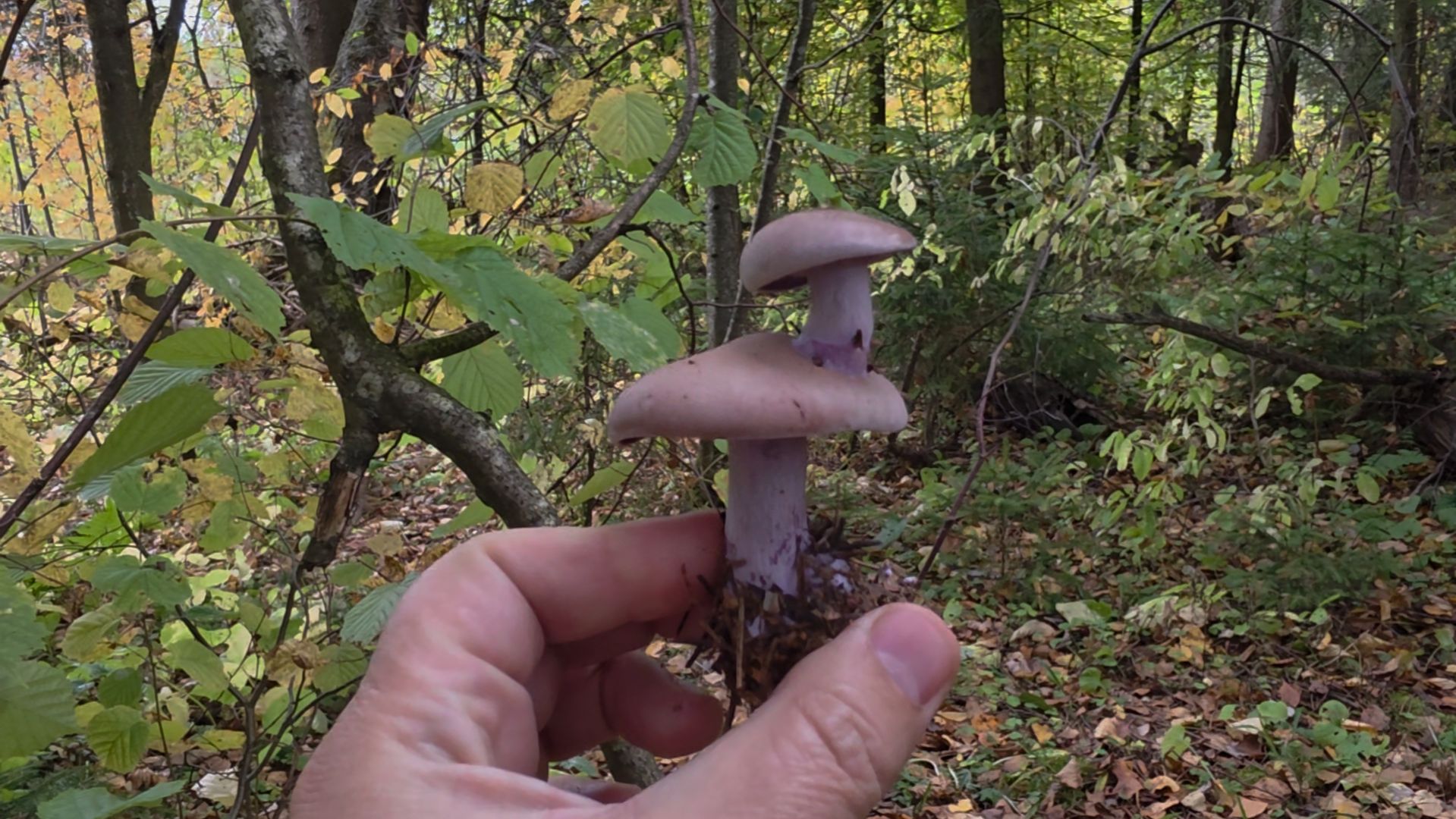 🍄ОСЕННИЕ ГРИБЫ🌳ГРИБЫ ОСЕНЬЮ🌲