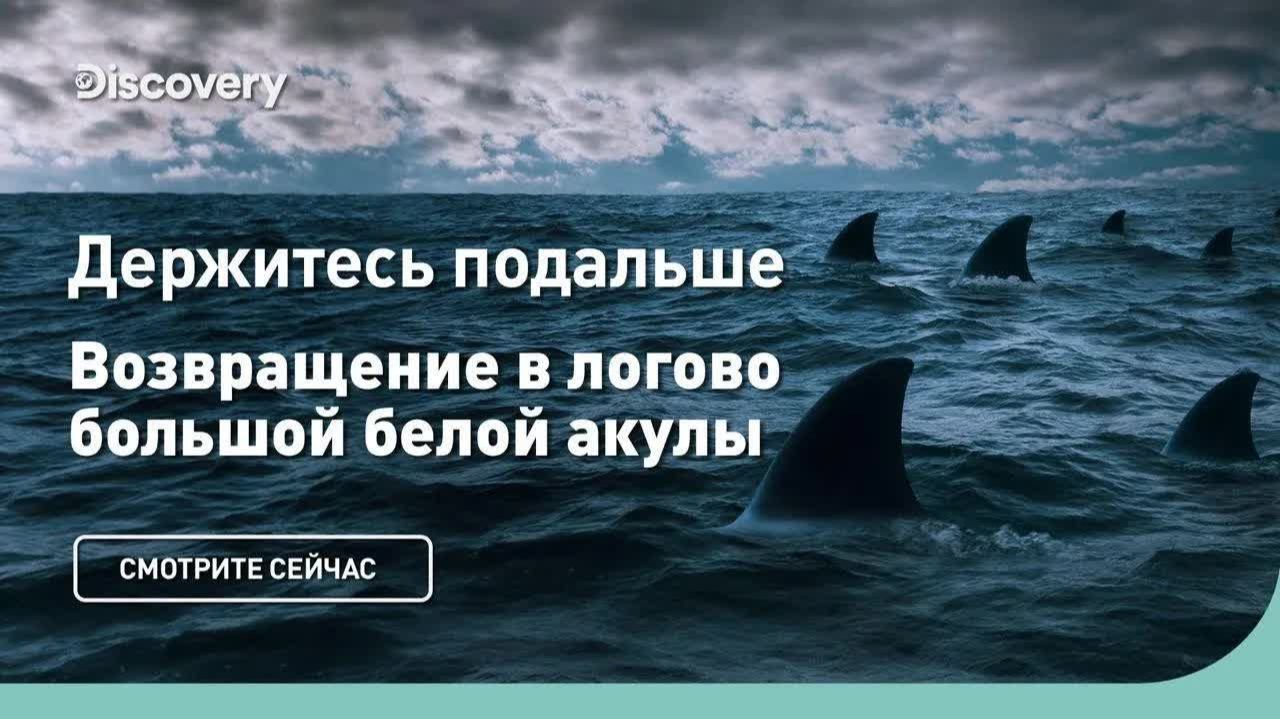 Акула вернулась 😱 Возвращение в логово большой белой акулы