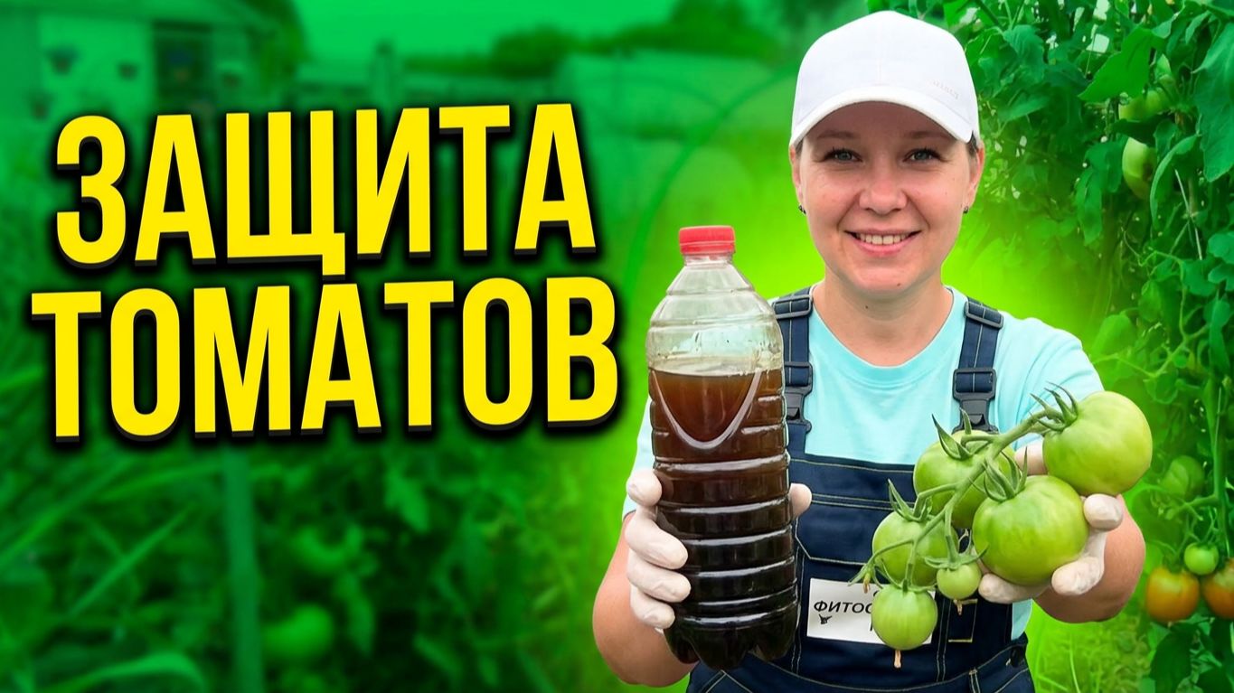 Профилактика опасных заболеваний : кладоспориоз и фитоспороз томатов.