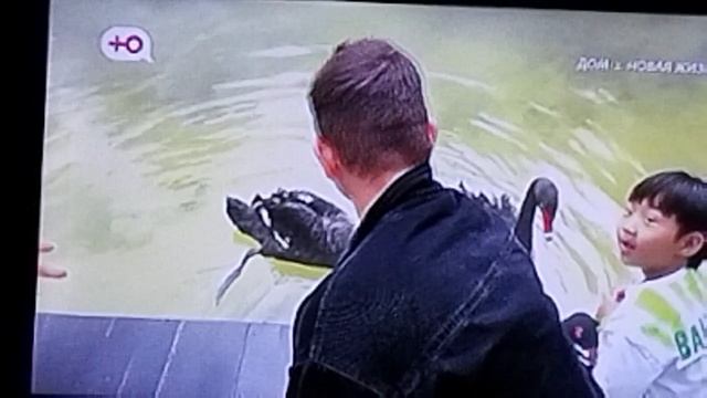Дом 2 Ромашовы в ругани