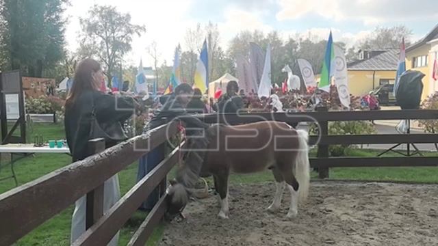 Международные пони-игры 2026 в Москве