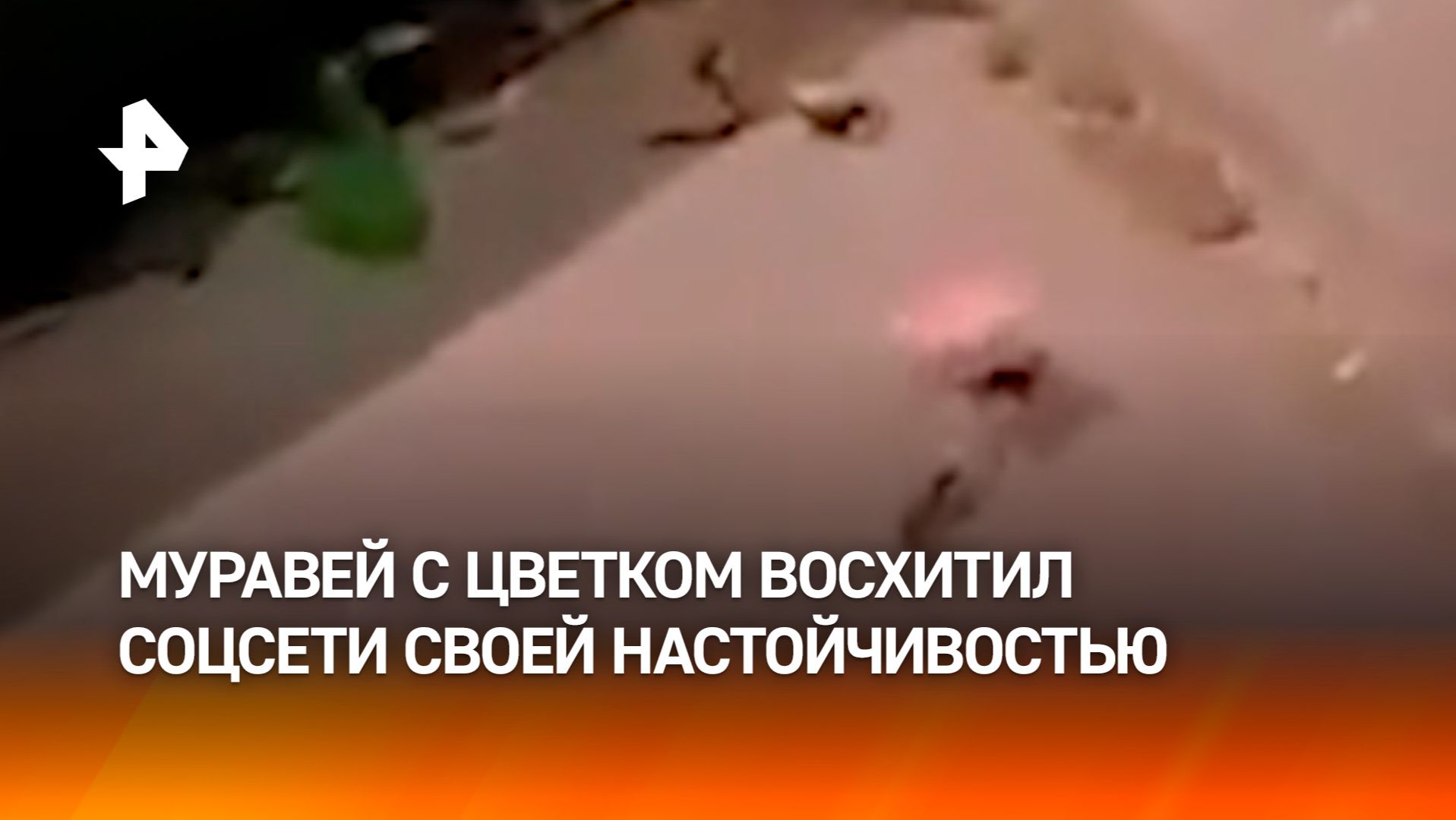 Муравей-романтик растрогал соцсети: тащит цветок даме сердца