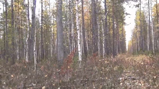 Подготовка к промысловому сезону на соболя Якутии