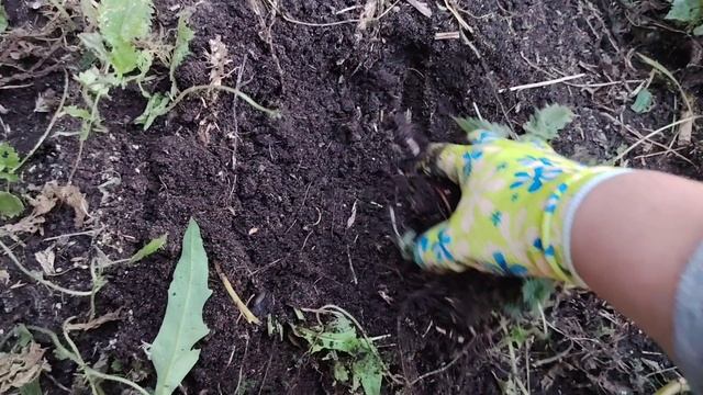Копка картофеля сорт Уника. С.Ташла. 26.09.2026 года