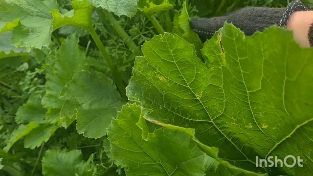 ДЕРЕВЕНСКАЯ ЖИЗНЬ УРОЖАЙНЫЙ ОГОРОД