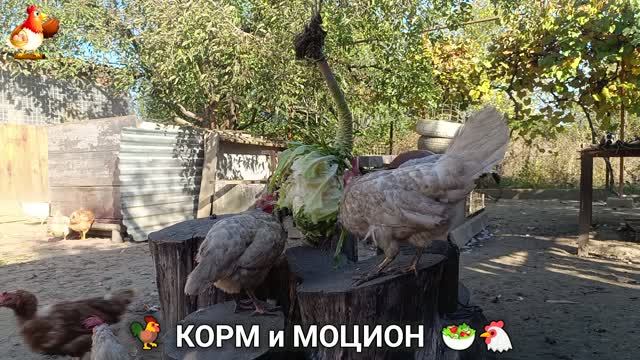 Кормление кур овощами и фруктами для зарядки и от скуки 🥗🐓🤗  (139)