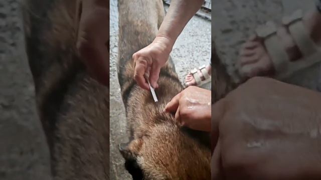 Обработали собачек от клещей ещё из одного вольера