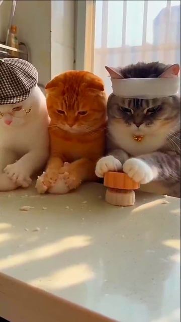 #Кошкиныприключения 🔘🔵🔴 🅰🅽🅳🆁🅾🅸🅳🅿🅻🆄🆂👹 Кошкины приключения
