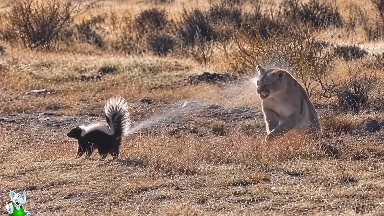 Снято Случайно, но Взорвало Интернет! Случаи с Животными на Камеру 2