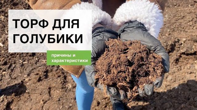 Какой торф использовать для голубики? 🫐 Лаборатория и питомник из Беларуси 